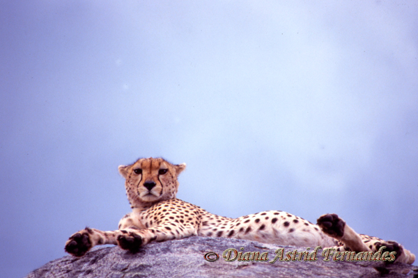 Cheetahmale-staring-down-from-kopje-Serengeti-NP-Tanzania